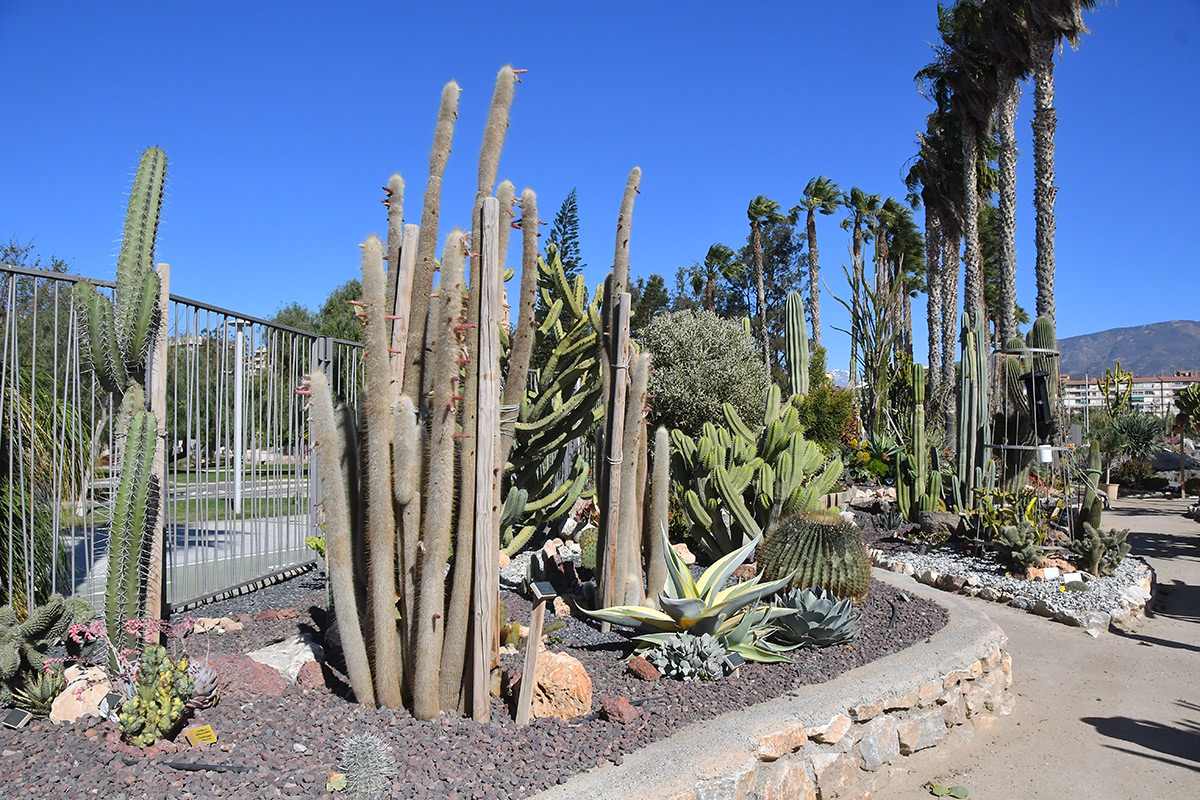 cactus_motril3