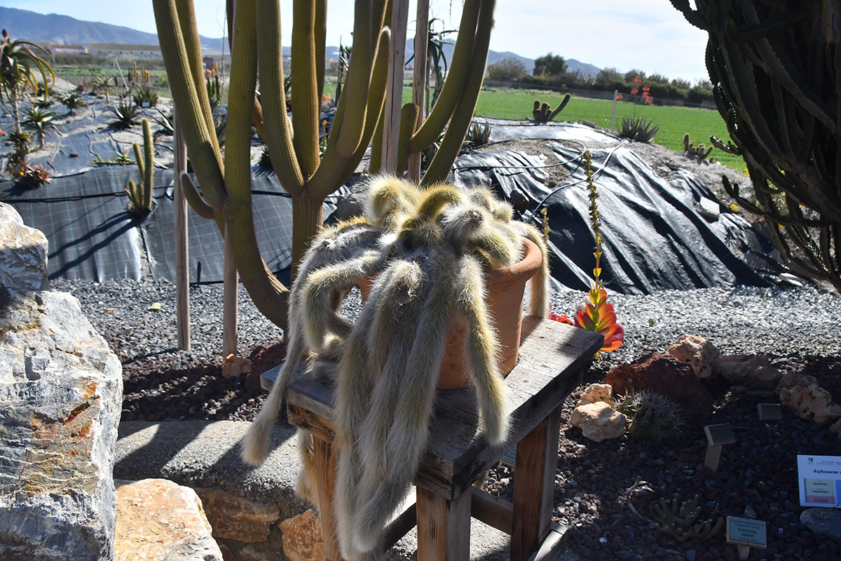 cleistocactus_colademononis1