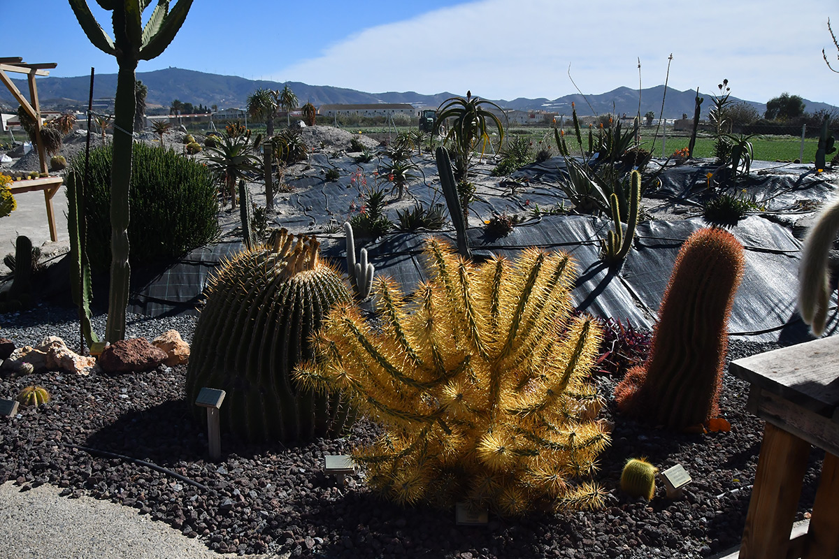 cylindropuntia_tunicata13