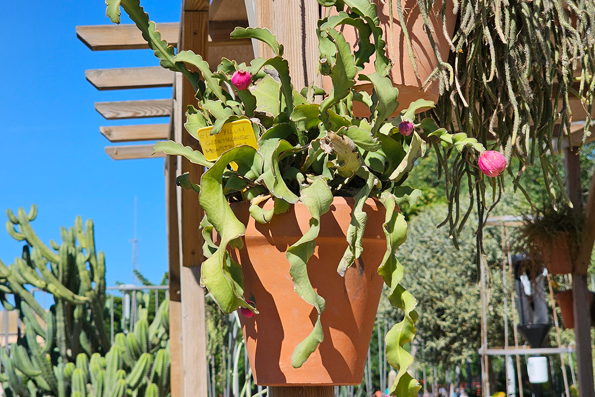 epiphyllum_hookeri10
