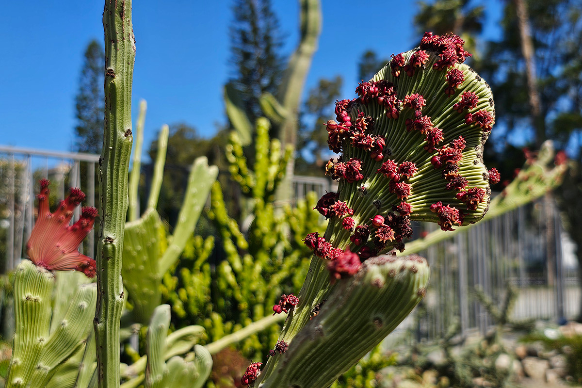 Euphorbia_sipolisii12