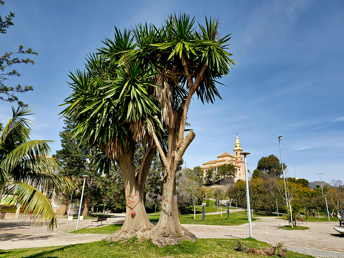 yucca_gigantea46