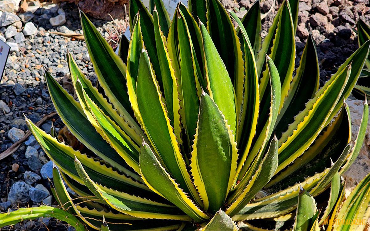 agave-lophantha-quadricolor2