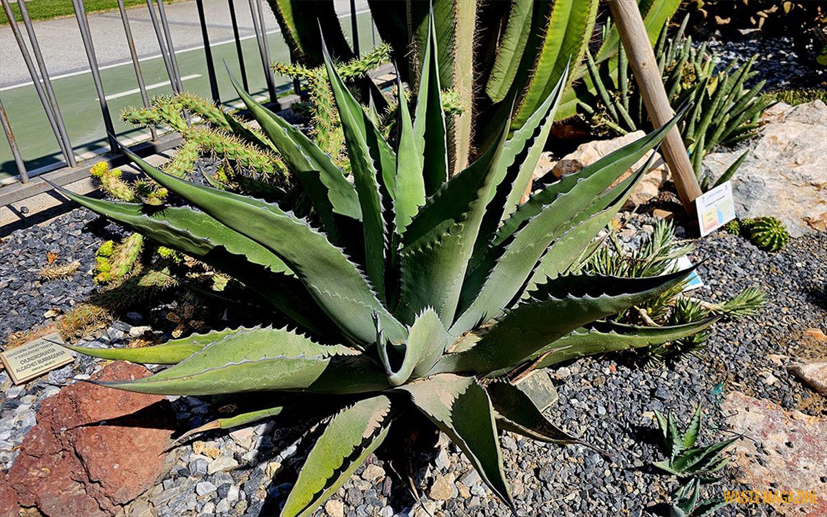 agave-salmiana2