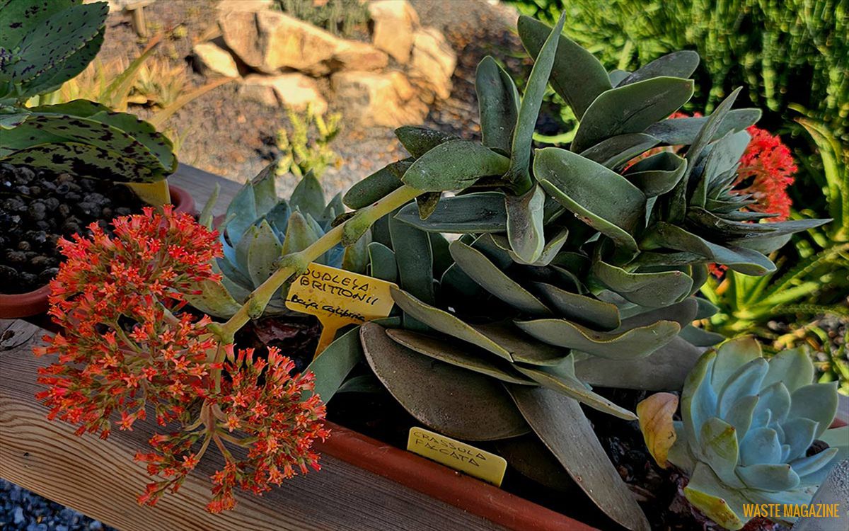 crassula-perfoliata2