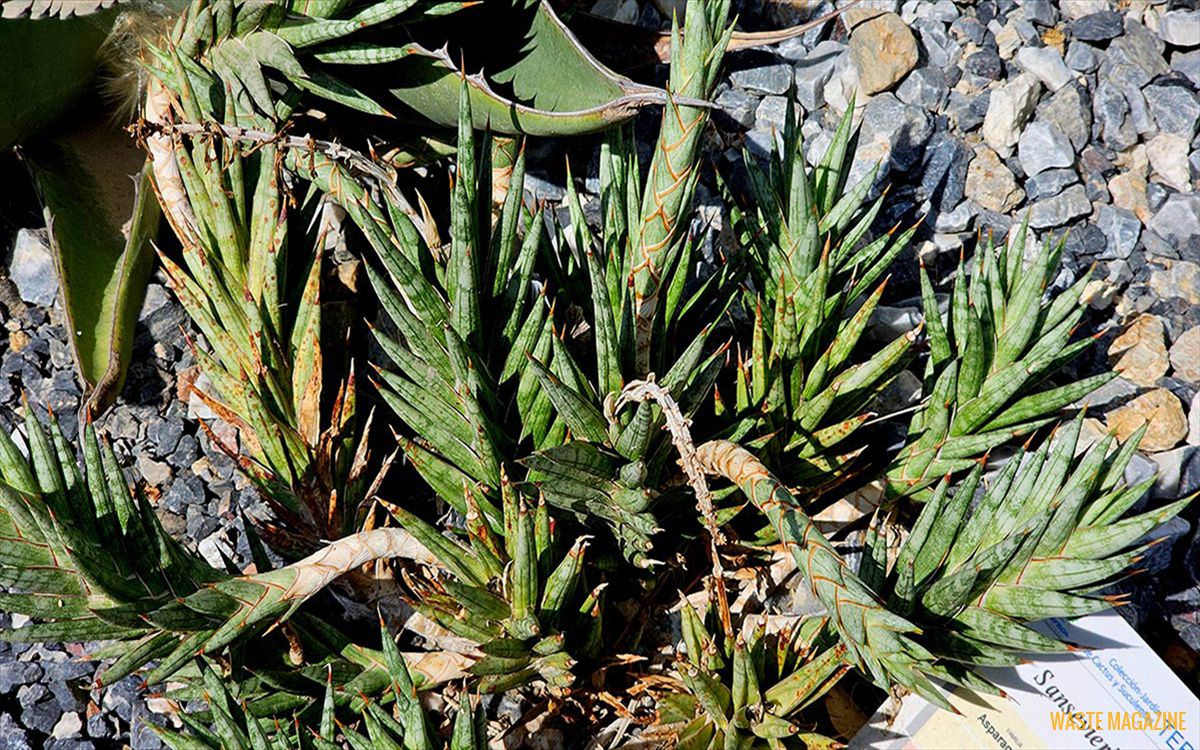 dracaena-francisii2