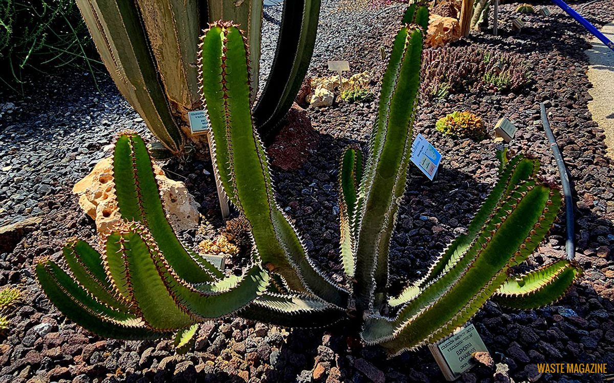 euphorbia-canariensis3