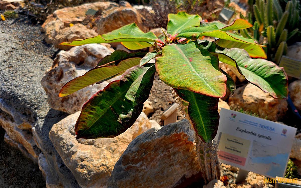 euphorbia-leuconeura2