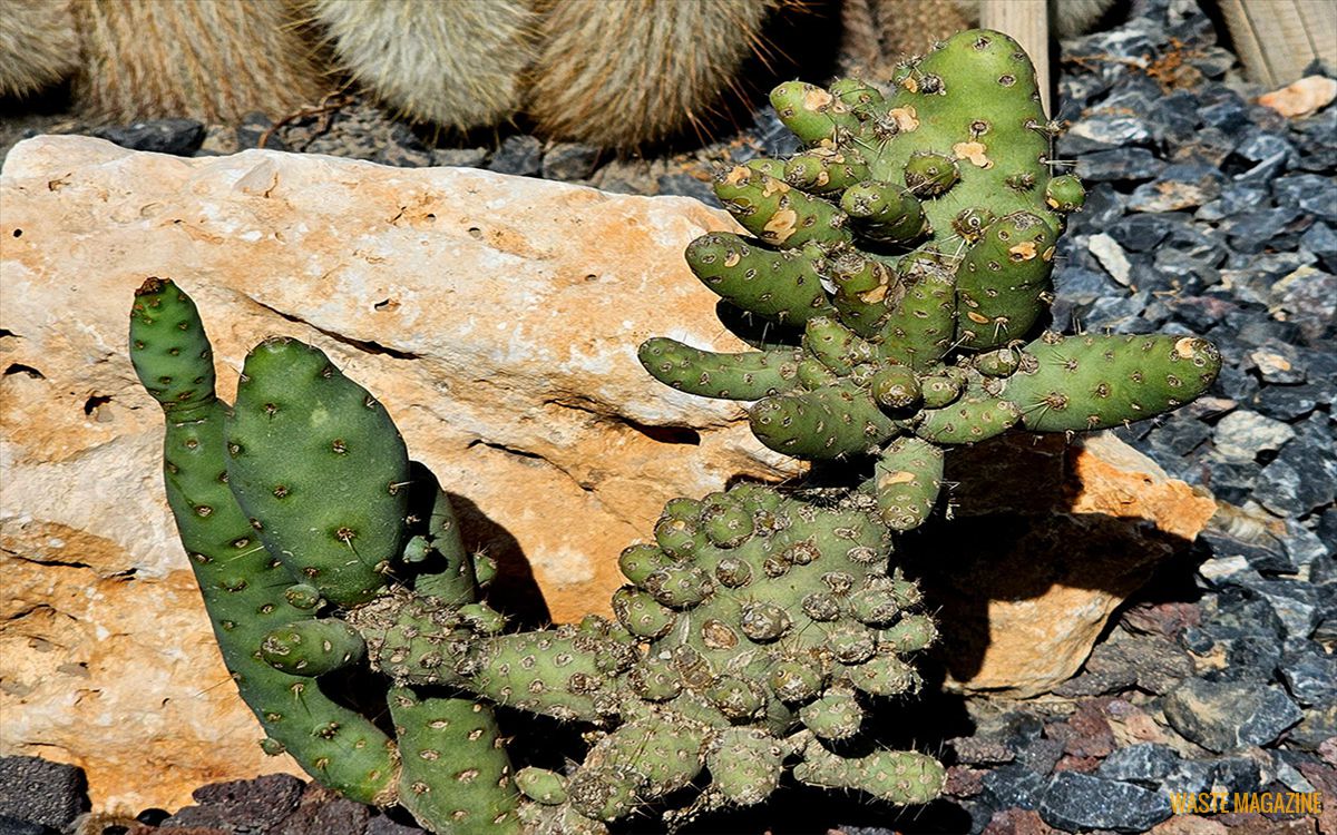 opuntia-crassa3