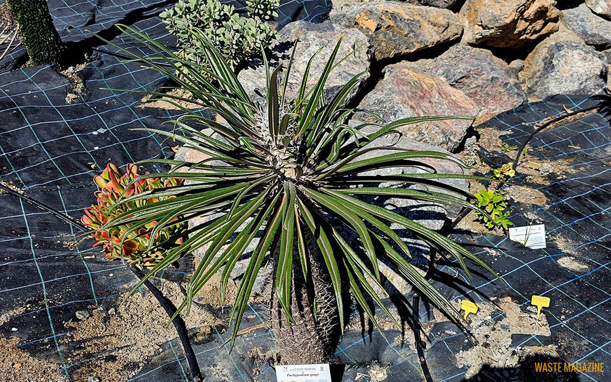 pachypodium-geayi