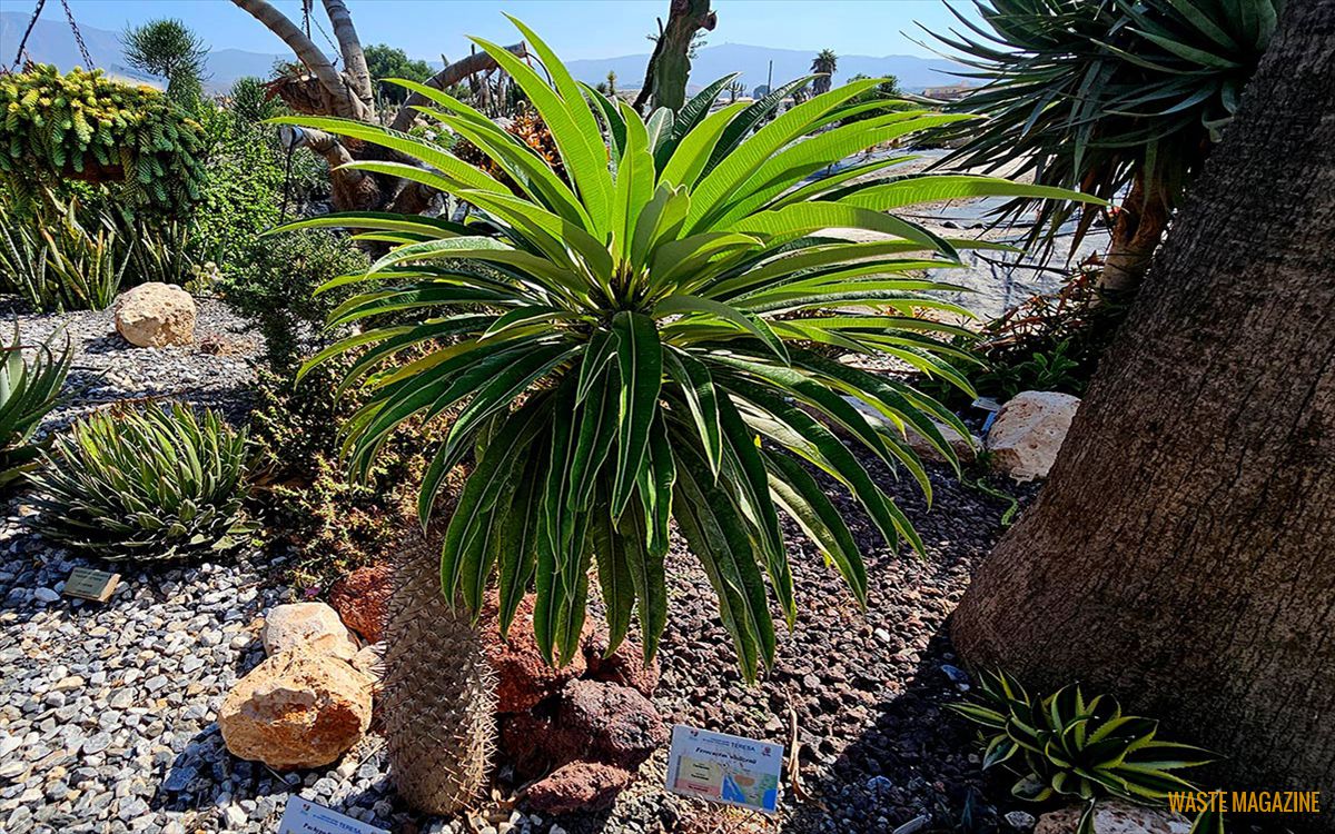 pachypodium-lamerei2