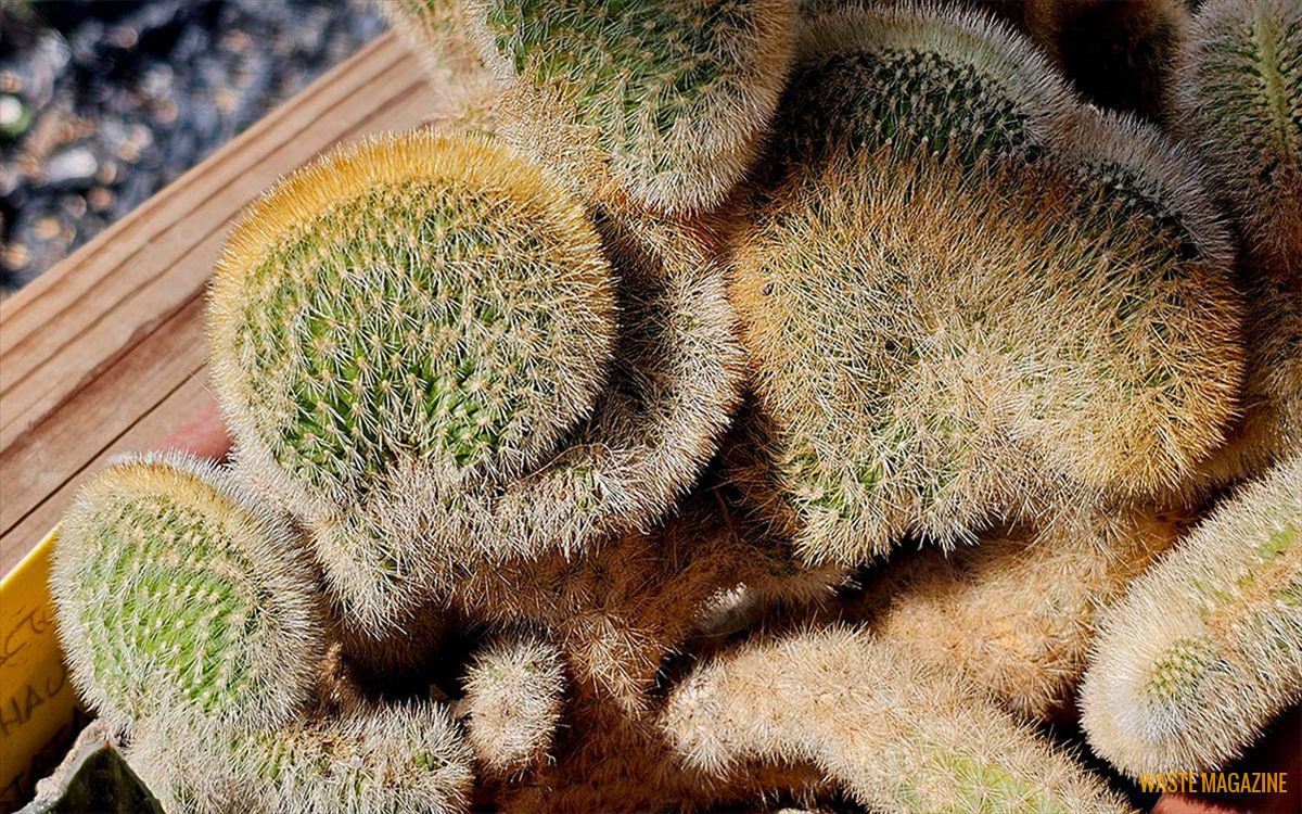 parodia-leninghausii3