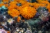 astroides98