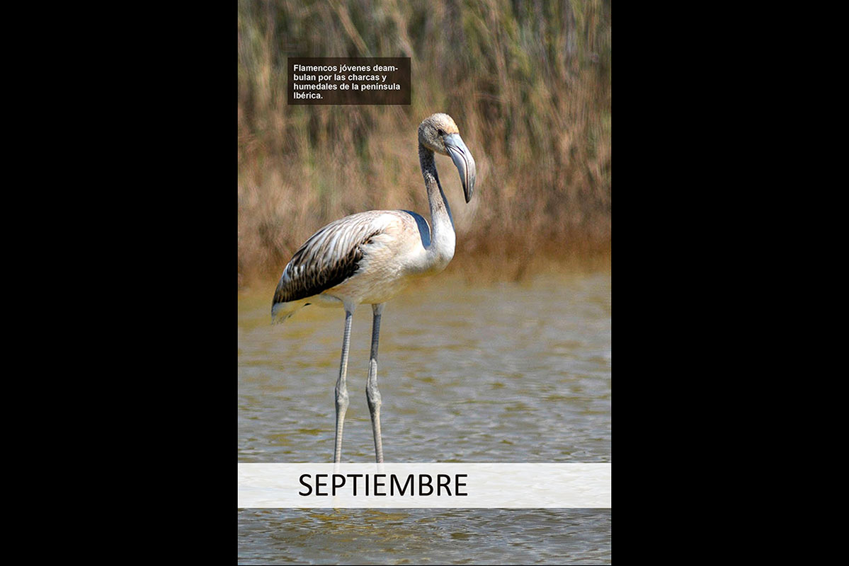 calendarionatural09