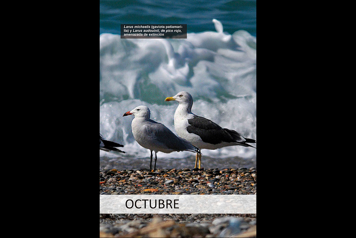 calendarionatural10