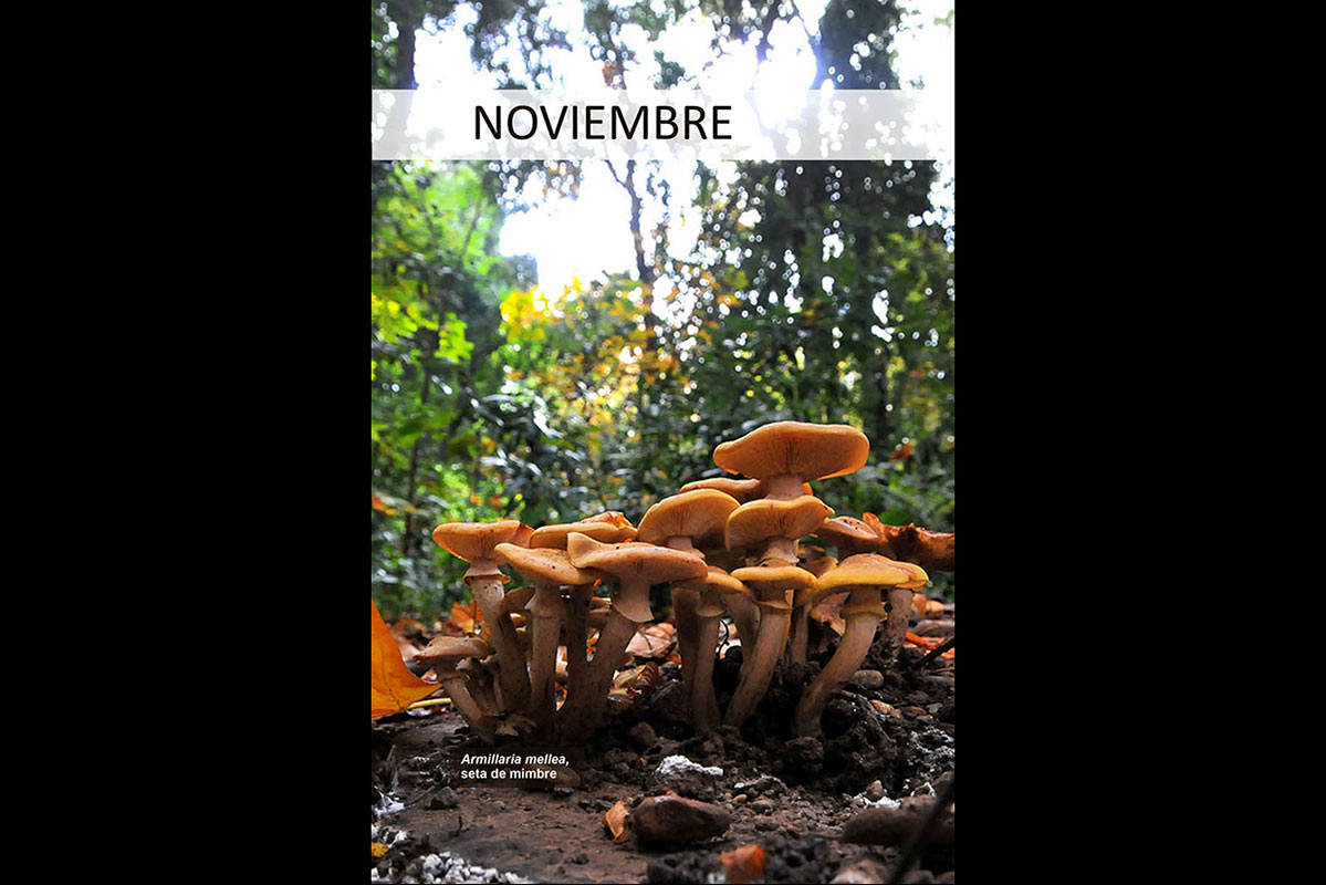 calendarionatural11