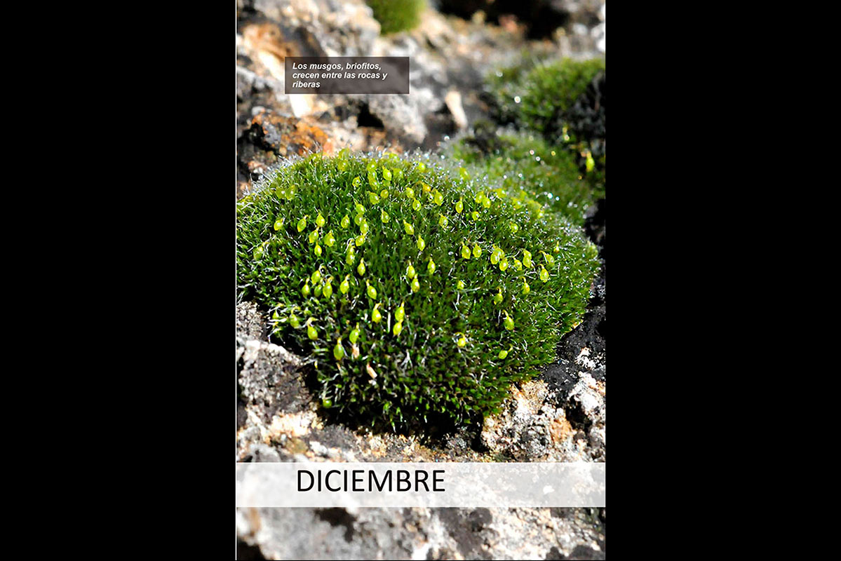 calendarionatural12