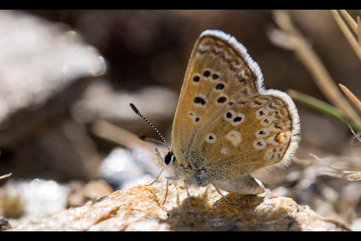 La especie, Agriades zullichi, asciende junto a su planta nutricia, Androsace viteliana