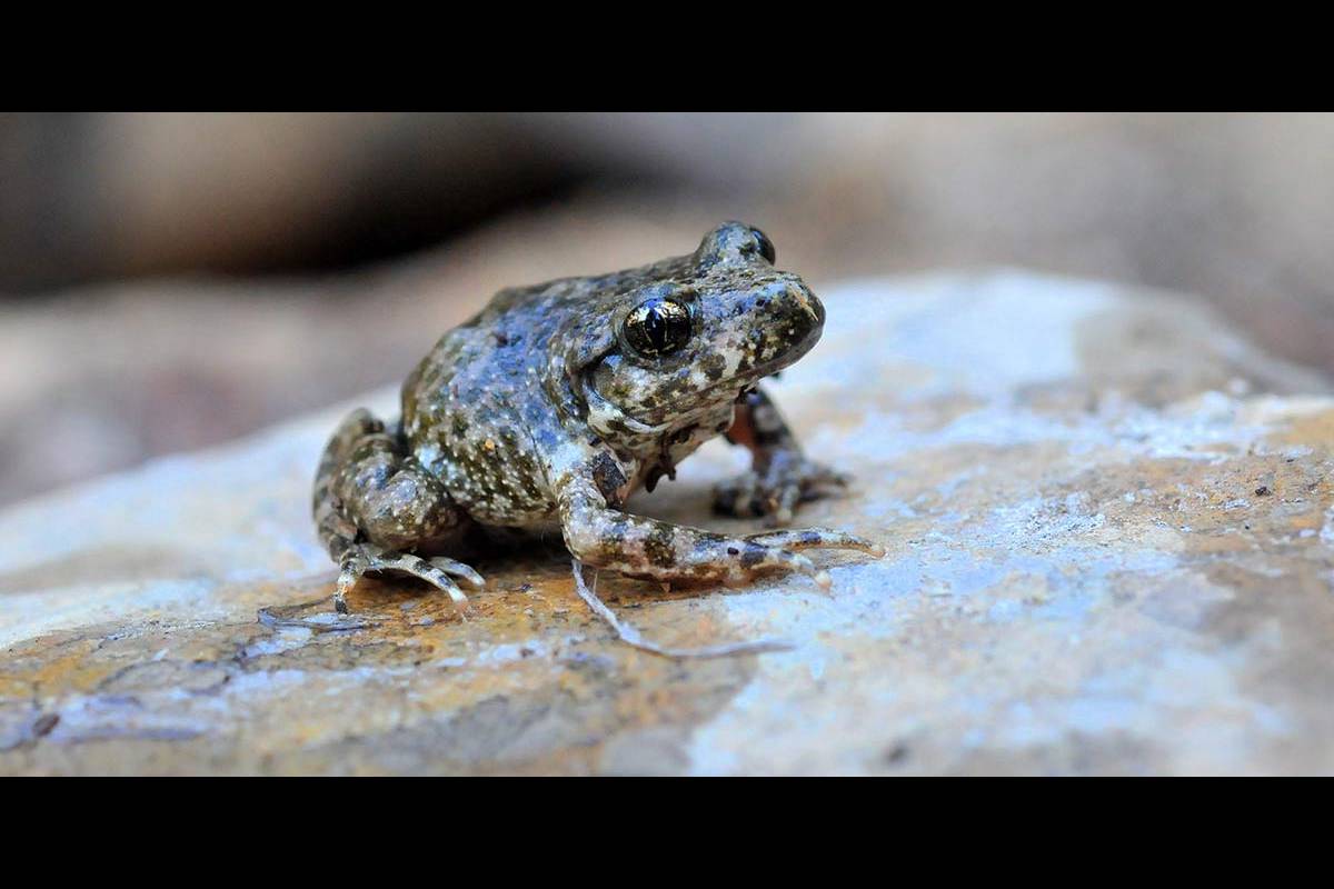 SAPO PARTERO BÉTICO. Uno de los anfibios más amenazados, Alytes dickhilleni , ve reducidas sus poblaciones por la desaparición de charcas y fuentes de media montaña, y la alteración térmica de sus aguas. La mayoría de los anfiobios son bioindicadores del cambio global. 