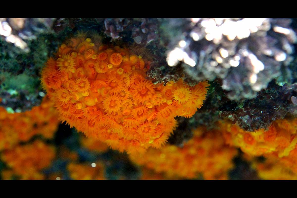 En el medio marino, la contaminación y la temperatura del agua afectan a la evolución de las poblaciones. CORAL NARANJA. Las colonias de Astroides calycularis, muestran los efectos de la subida de temperaturas y la acción del hombre. 