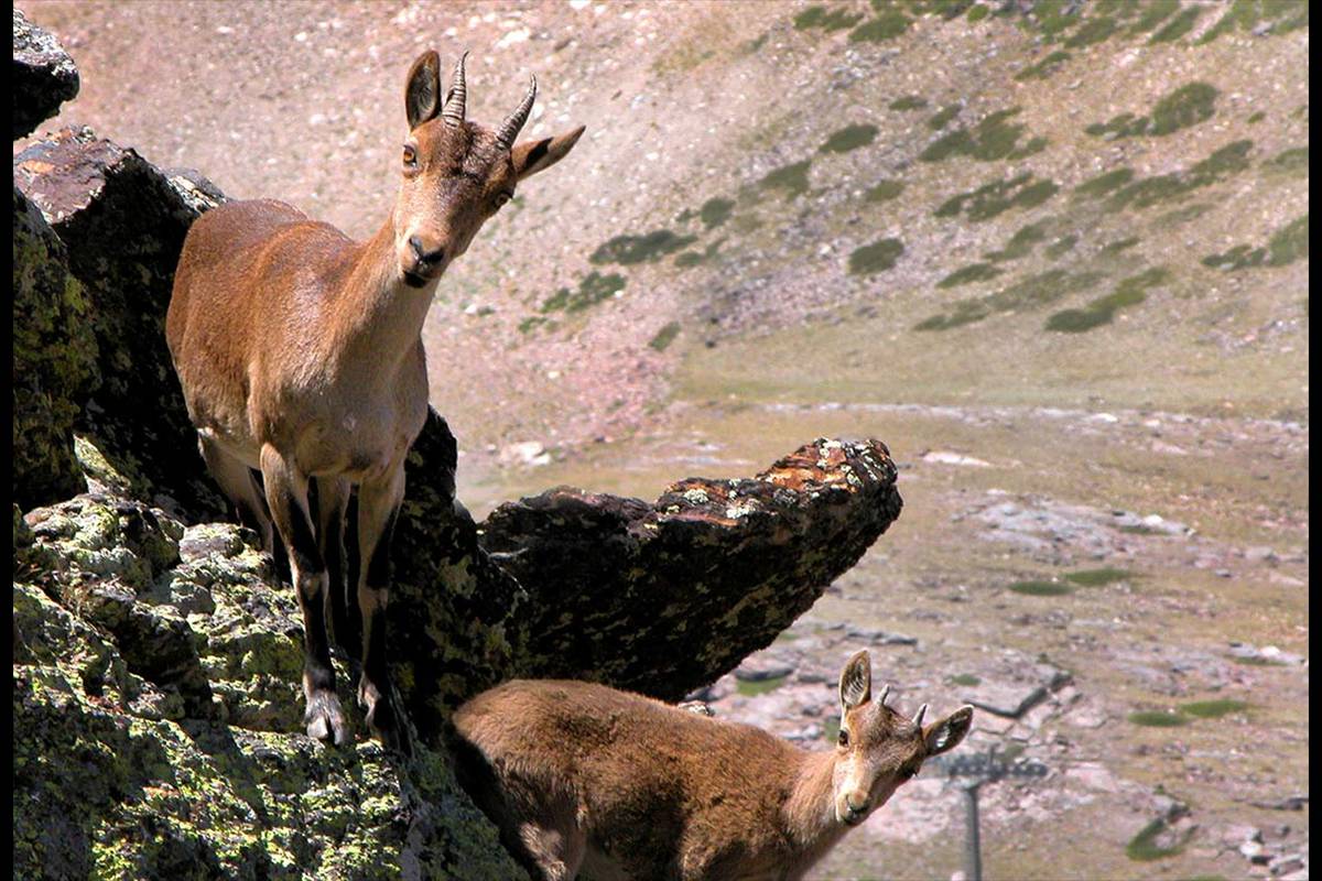 CABRA MONTÉS. Es la reina de las cumbres, Capra hispanica pyrenaica, forma parte de las especies que, aunque sus poblaciones están en crecimiento en zonas como Sierra Nevada, cambian sus desplazamientos y la densidad poblacional en base a las temperaturas y las precipitaciones de lluvia y nieve.