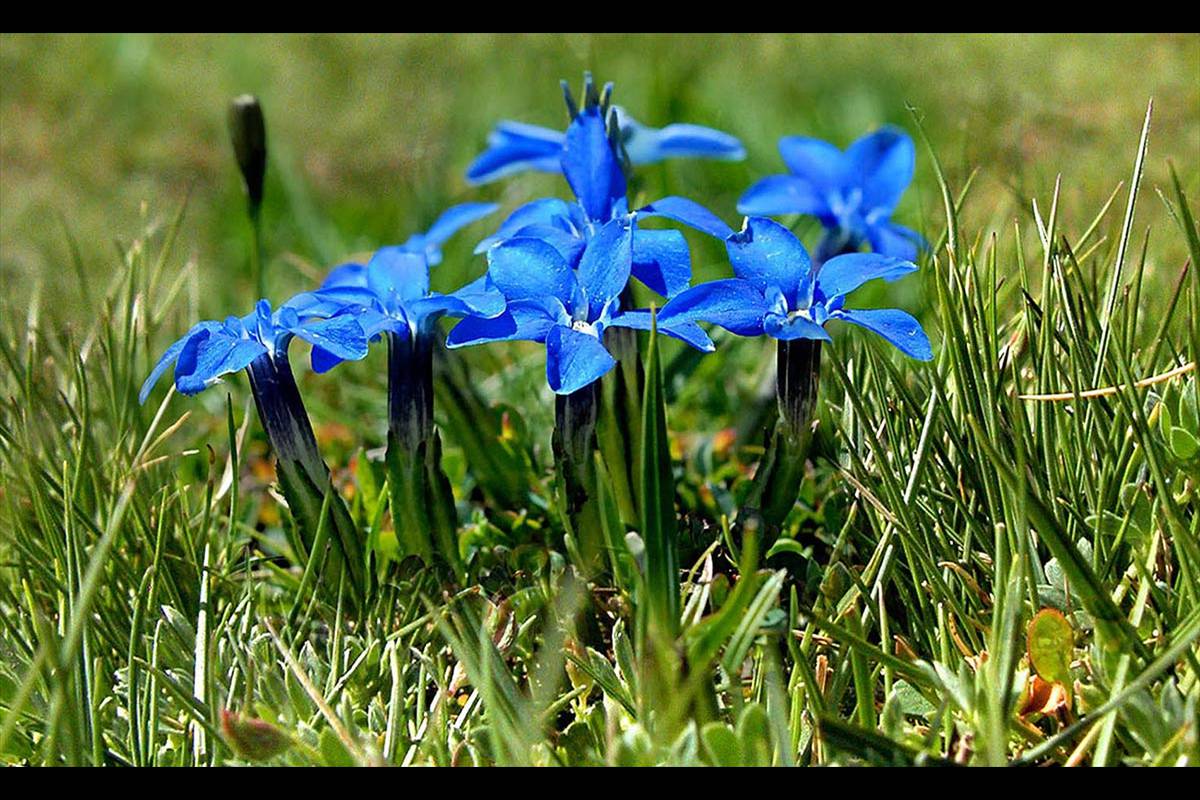 Proyectos como el llamado GLORIA estudian desde hace años la evolución de las especies de flora de los borreguiles. En la foto pequeña, Genctiana sierrae.