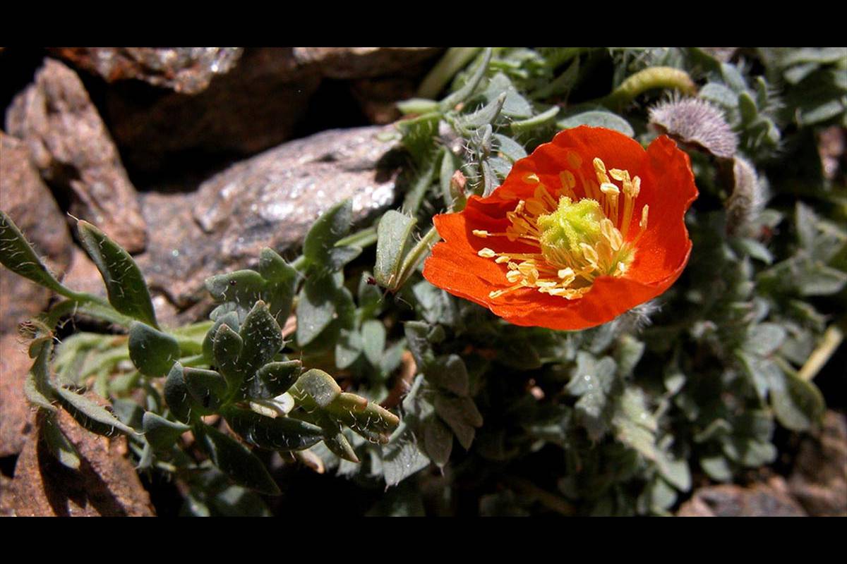AMAPOLA DE SIERRA NEVADA. A pocos metros de la cumbre del Mulhacén crece Papaver lapeyrousianum. Aparece en las grietas entre las rocas a más de 3.400 metros de altitud. La subida de temperaturas y el descenso de la nieve le obligan a ascender, pero ya ha alcanzado la cima.