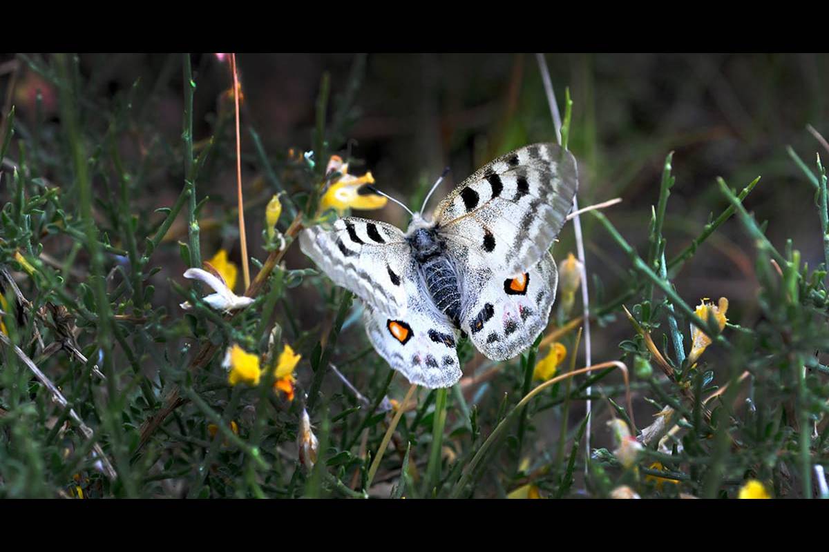 MARIPOSAS. Dentro de los insectos, los lepidópteros son los que mejor muestran los efectos del cambio climático. Parnassius apollo nevadensis, reduce sus poblaciones y cambia sus hábitos, con presencia tardía o precos en años fríos o cálidos. Mientras que la subespecie nevadensis reduce sus poblaciones, otras P. apollo ya han desaparecido.