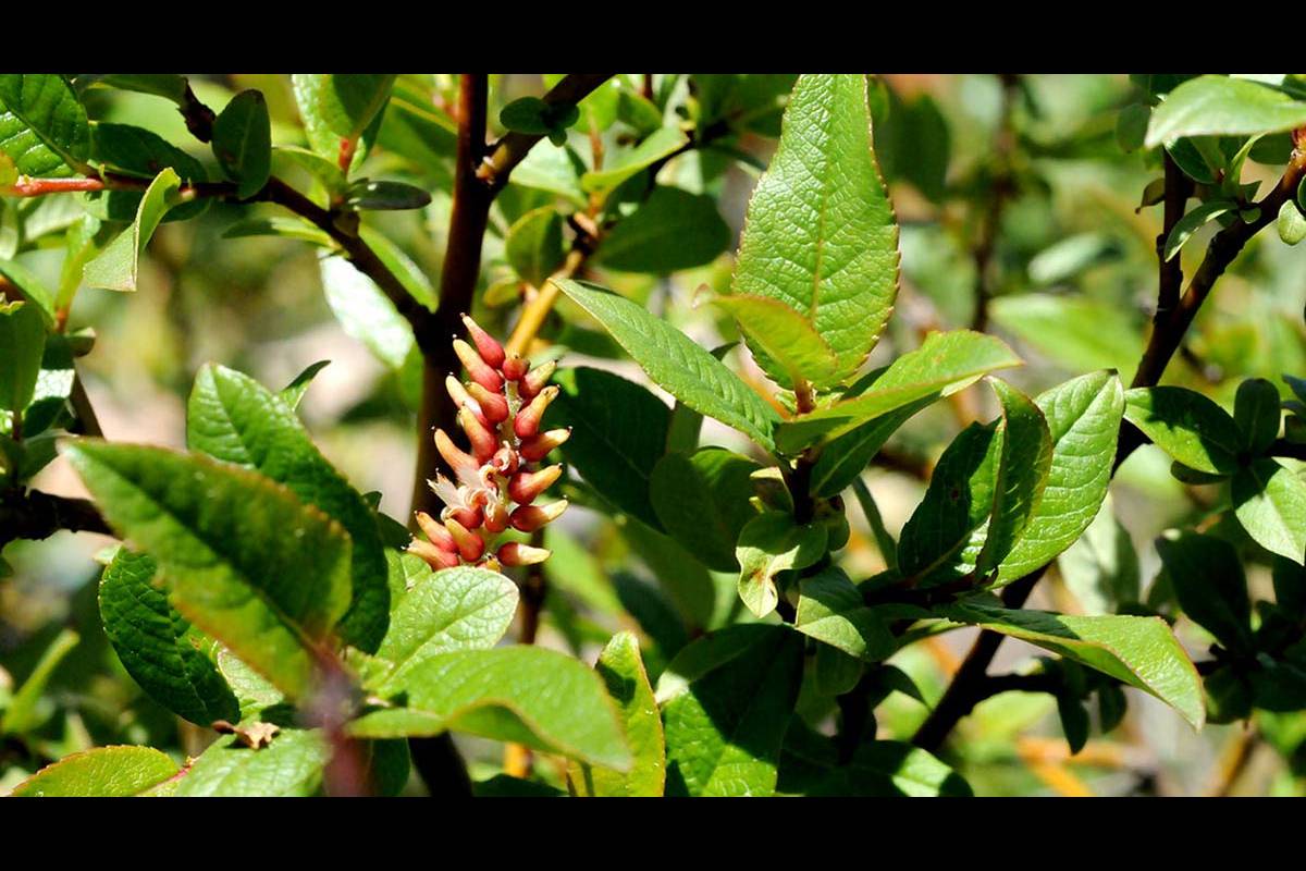 SALIX HASTATA. Está en peligro crítico de extinción, ya que crece en hábitats cada vez más escasos por la falta de lluvias, arroyos rezumantes a partir de 2.400 metros. Se quedan sin hábitat.