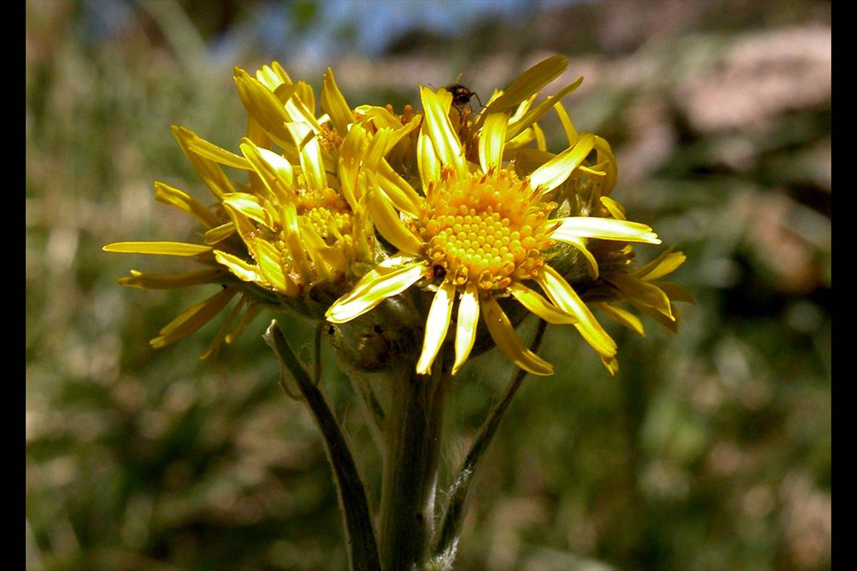 TEPHROSERIS ELODES. Endémica de Sierra Nevada, vive en bordes de arroyos y manantiales de alta montaña, hábitats que se reducen y están antropizados por la ganadería y deriva de aguas. 