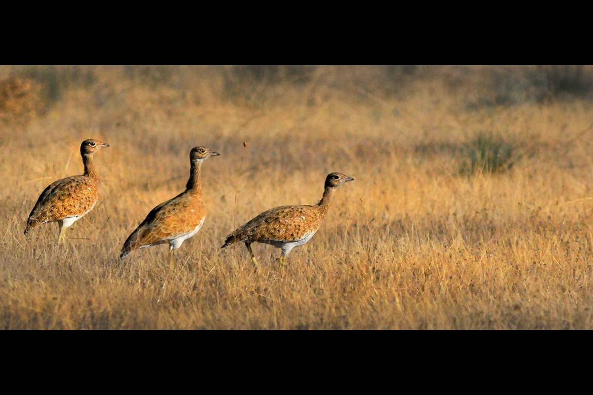 AVES ESTEPARIAS. La mayoría de las aves de zonas áridas, como los sisones, muestran desplazamientos y reducción de sus poblaciones a causa de la desaparición de campos de cereal y la expansión de zonas de cultivos intensivos.
