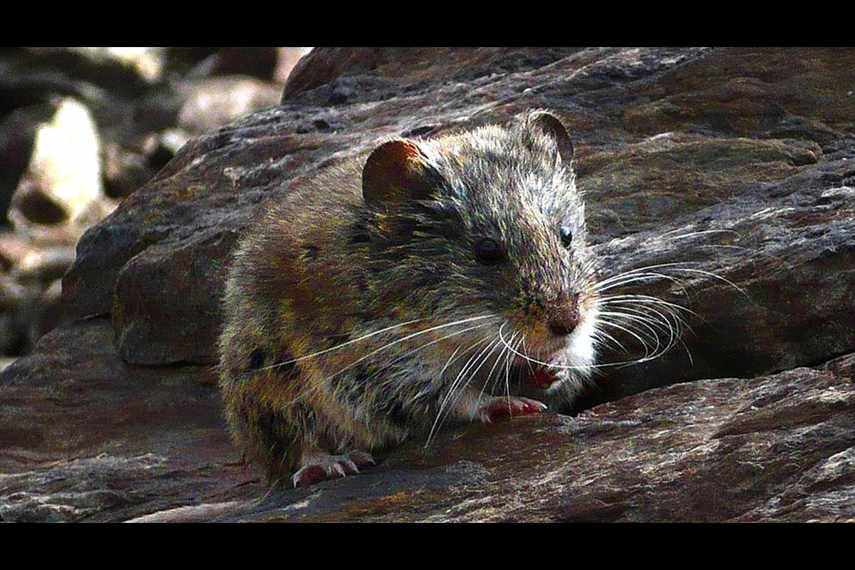 TOPILLO NIVAL. Asciende cada vez más en busca de zonas frías, pero ya se encuentra en las máximas cotas de las altas cumbres. Es una de las especies sobre las que se realizan seguimientos científicos en Sierra Nevada. :: foto: JOSÉ MIGUAL BAREA
