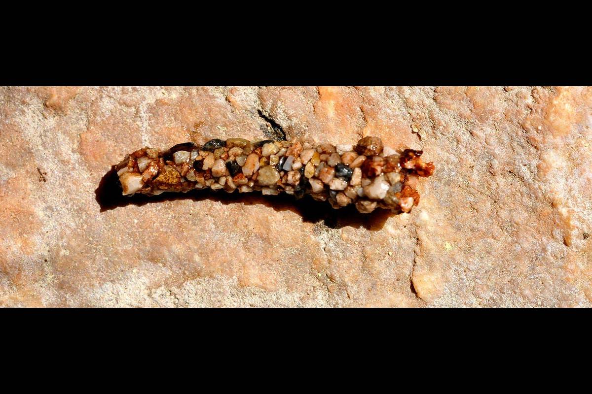 TRICÓPTEROS. Son unos curiosos invertebrados, que en su fase larvaria viven en acequias y charcas de agua dulce, escondidos en una cubierta que rodean de pequeñas piedras, y de adultos se asemejan a mariposas. Acusan de forma muy especial los cambios en la temperatura y la calidad del agua. Estudios sobre el efecto del cambio se basan en la evolución de estos invertebrados.