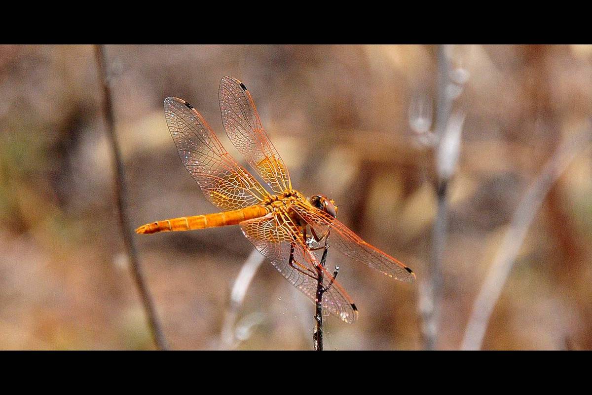 LIBÉLULAS. Los odonatos (libélulas y caballitos del diablo) son especialmente sensibles a la alteración de sus hábitats y, en algunos casos, se desplazan de forma considerable, como la  Trithemis kirbyi una libélula africana, detectada en el sur peninsular.