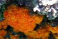 En el medio marino, la contaminación y la temperatura del agua afectan a la evolución de las poblaciones. CORAL NARANJA. Las colonias de Astroides calycularis, muestran los efectos de la subida de temperaturas y la acción del hombre. 