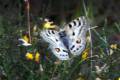 MARIPOSAS. Dentro de los insectos, los lepidópteros son los que mejor muestran los efectos del cambio climático. Parnassius apollo nevadensis, reduce sus poblaciones y cambia sus hábitos, con presencia tardía o precos en años fríos o cálidos. Mientras que la subespecie nevadensis reduce sus poblaciones, otras P. apollo ya han desaparecido.