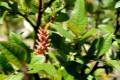 SALIX HASTATA. Está en peligro crítico de extinción, ya que crece en hábitats cada vez más escasos por la falta de lluvias, arroyos rezumantes a partir de 2.400 metros. Se quedan sin hábitat.