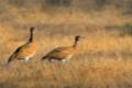 AVES ESTEPARIAS. La mayoría de las aves de zonas áridas, como los sisones, muestran desplazamientos y reducción de sus poblaciones a causa de la desaparición de campos de cereal y la expansión de zonas de cultivos intensivos.