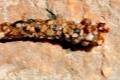 TRICÓPTEROS. Son unos curiosos invertebrados, que en su fase larvaria viven en acequias y charcas de agua dulce, escondidos en una cubierta que rodean de pequeñas piedras, y de adultos se asemejan a mariposas. Acusan de forma muy especial los cambios en la temperatura y la calidad del agua. Estudios sobre el efecto del cambio se basan en la evolución de estos invertebrados.