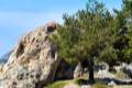 LÍMITE DEL ÁRBOL. El incremento de las temperaturas ha generado el aumento del nivel altitudinal al que llegan las arboledas en la alta montaña, que en los últimos años ha subido en 200 metros.