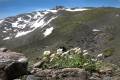FLORA Y FAUNA buscan el frío El ascenso de las temperaturas provoca que la biodiversidad busque territorios más fríos, subirán hasta que no tengan más suelo donde vivir.
