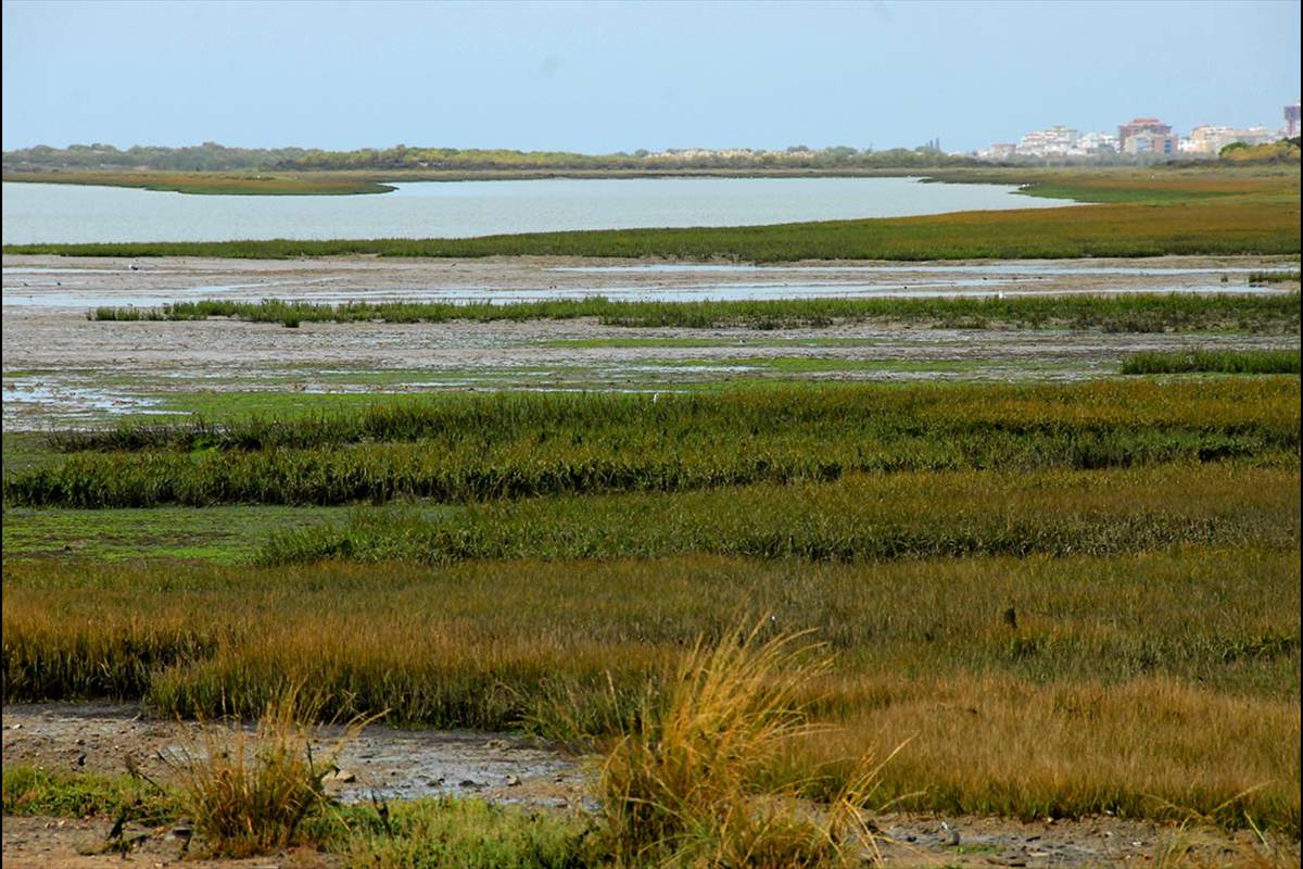 MARISMAS RÍO PIEDRAS