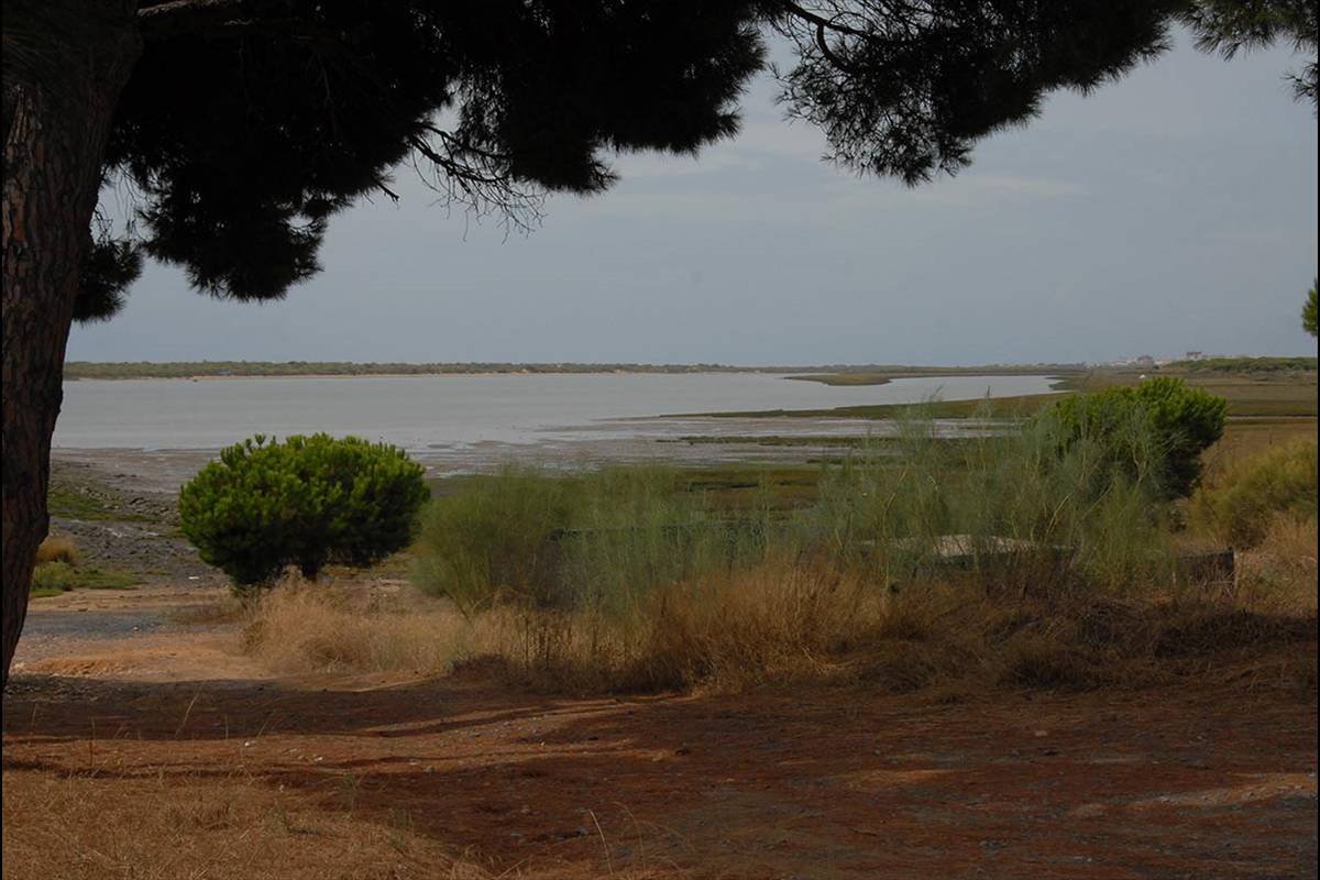 MARISMAS RÍO PIEDRAS