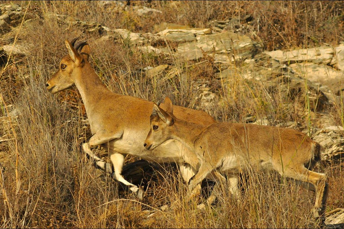 Capra_pyrenaica_hispanica-cabra montesa-03
