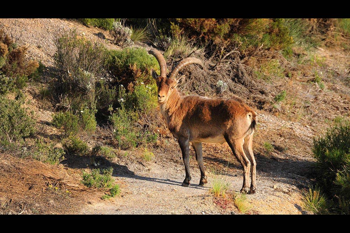Capra_pyrenaica_hispanica-cabra montesa-09