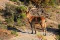 Capra_pyrenaica_hispanica-cabra montesa-09