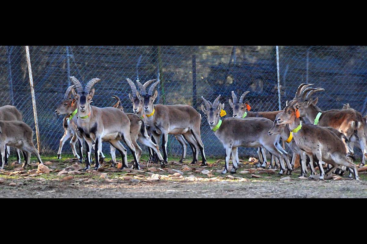 Capra_pyrenaica-control-de-fauna16