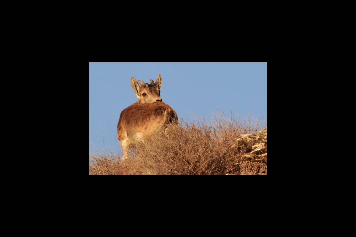 caprapyrenaica-fotogaleria6