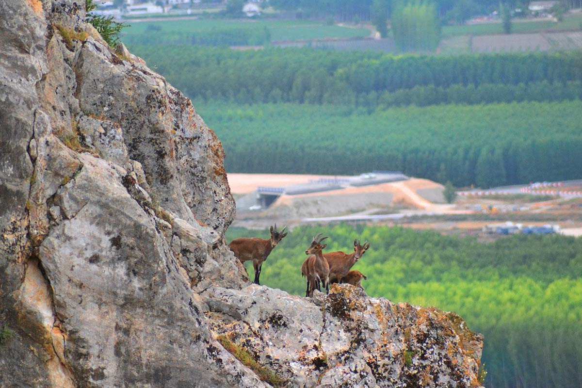 cabras-montesas-sierra-elvira-03