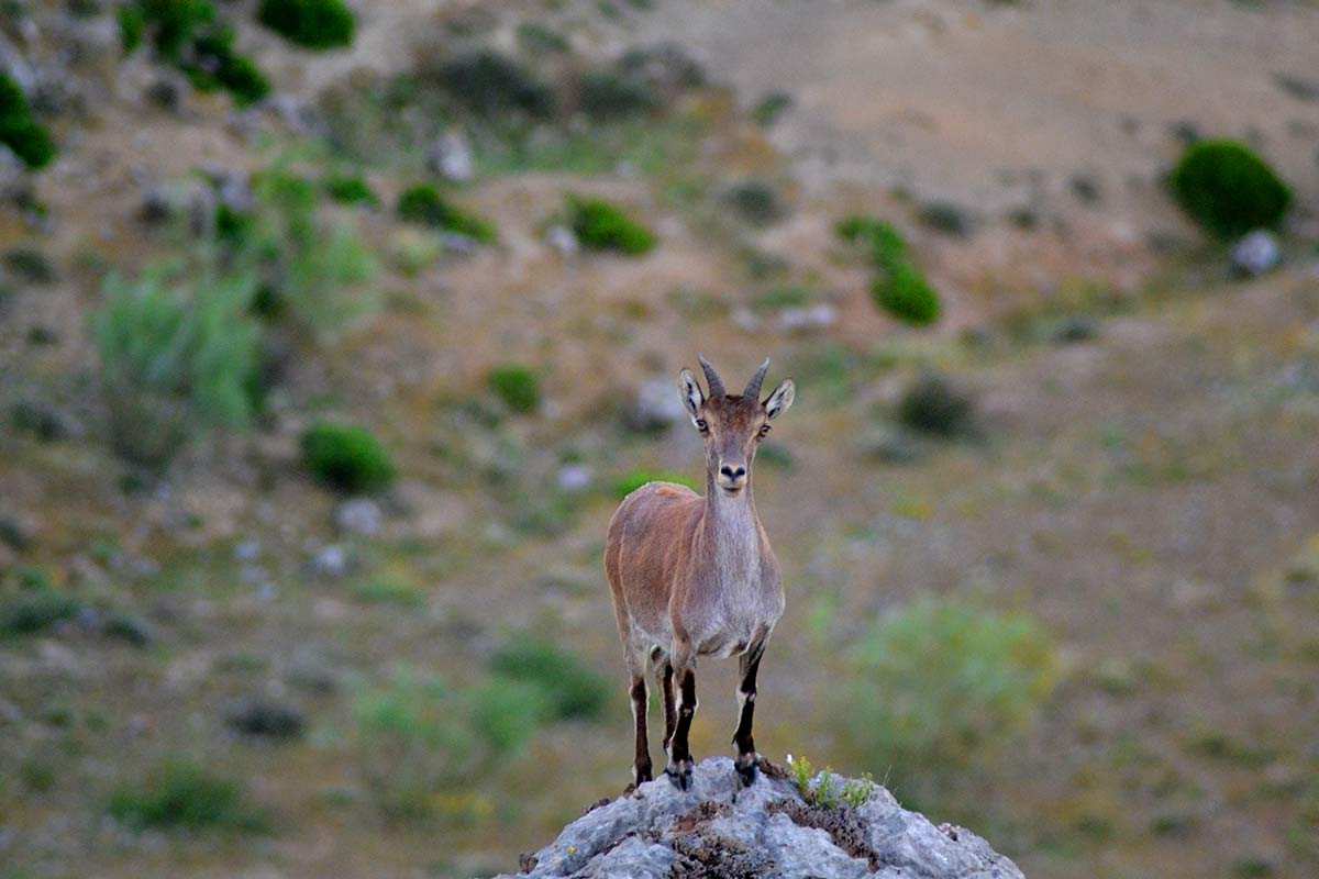 cabras-montesas-sierra-elvira-04